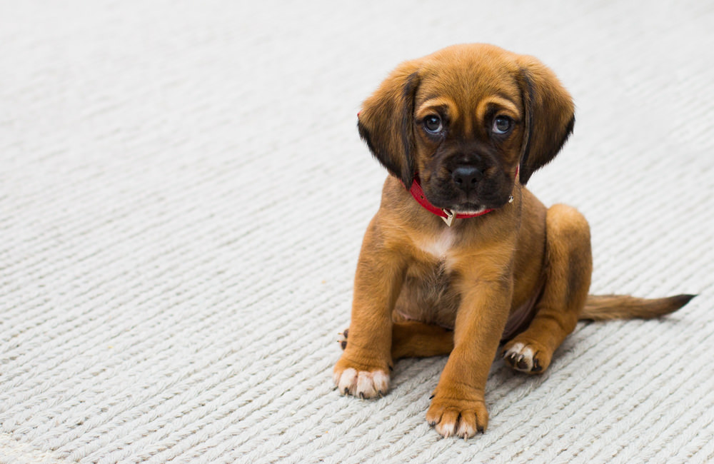 puppy on white carpet